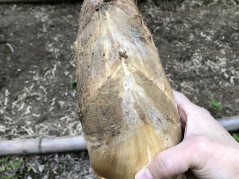 【数量限定商品】注文後収穫！ 和歌山 知る人ぞ知る人気の山東産 タケノコ (2kg)