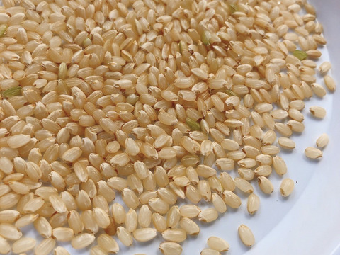 【新米・玄米】”農薬も肥料もサヨナラ米”　艶モチ！絶品ミルキークイーン１０kg（５kg×２）玄米　　令和5年産