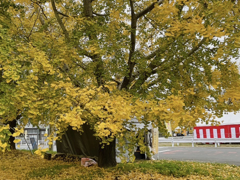 【今年度最終出荷】2024年秋＊祖父江銀杏《藤九郎》大玉３Ｌ３００g