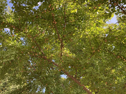 ‼️100g増量中‼️【ほぼLL以上！】殻付ぎんなん無選別パック(400g)