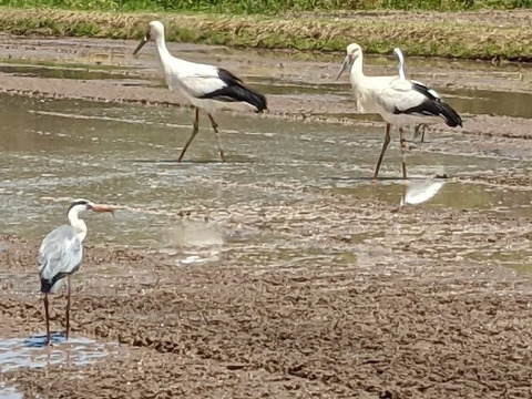 【実りの秋set ➀】自然栽培紅はるか１Ｋ＆新米丹後こしひかり白米２Ｋ　さつま芋ごはんレシピ付き