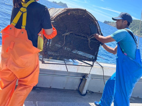 【全身トロと言われる美味しさ】彗星の如く現れたサラブレッド『幻のスマガツオ』業界初パウダースノー冷凍で最高鮮度の本格刺し盛りをご自宅で🐟20代女性漁師が手掛ける甑島ブランド【冬ギフト】【12月中旬】