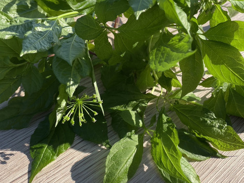 葉まで丸ごと！農薬不使用『高麗人参』10本セット