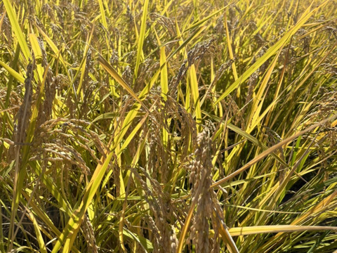 群馬県産！赤城高原の大自然の中で育った精米したての新米コシヒカリ(５kg)