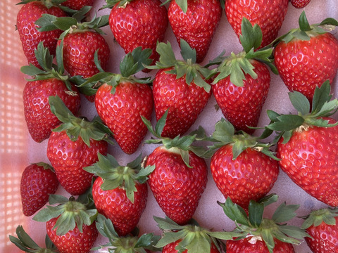 古都華　ならあかり　食べ比べ　奈良県品種　260g×2パック　いちご　苺　プレミアムイチゴ