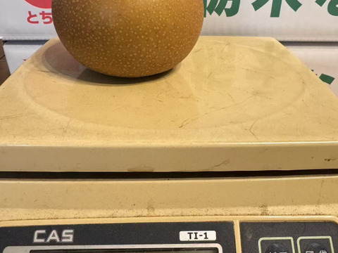 梨の王様　新高梨　栃木産　5キロ
