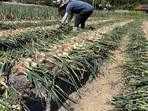 玉ねぎセット"農家の中でも『幻』の固定種！　　予約販売！毎年完売！本当に美味しい春じゃがいも！農薬不使用！美味しい野菜