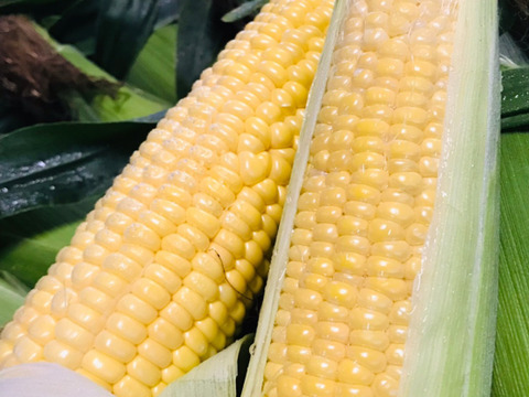 太陽の恵みいっぱい　あま～いとうもろこし（10本　約4キロ）