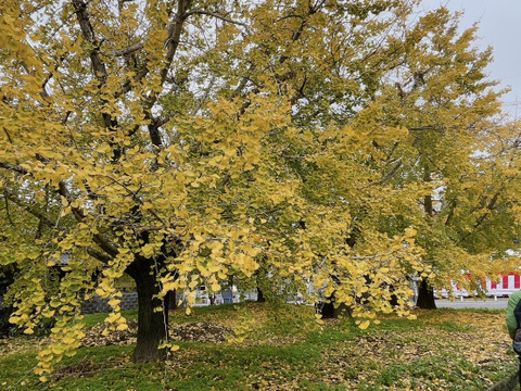 限定10箱！　銀杏の王様【藤九郎】2Lサイズ（500ｇ）