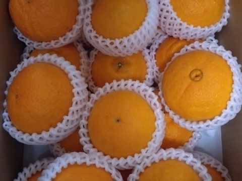 【秀品】不知火 4kg 糖と酸のせめぎ合い♡スッキリ系ジューシー柑橘♫愛媛みかん！！デコ！！
