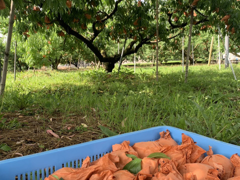 岡山県産　訳あり！品種お任せでお得⭐︎約1.5kg4~8個入り