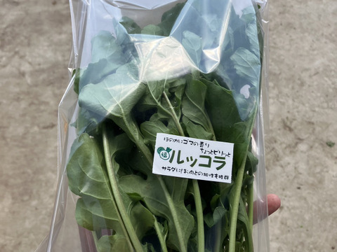 葉物野菜セット　5品【白かぶ・赤かぶ・小松菜・ルッコラ・春菊】