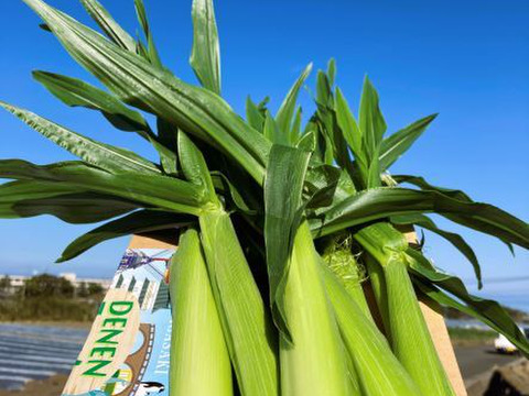 ヤングコーン（５０本）収穫はじまりました！（３月１５日）長崎発!
朝採り！　　”とうもろこし”