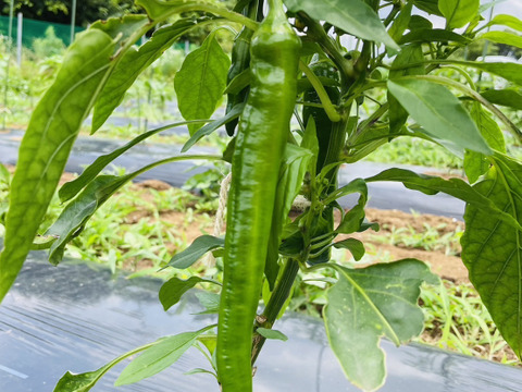 「ししとう200g」「万願寺とうがらし150g」の風味豊かな緑黄色野菜セット