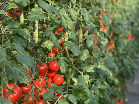 【冷凍】完熟ピークを瞬間ロック！真っ赤な完熟冷凍トマト🍅1kg