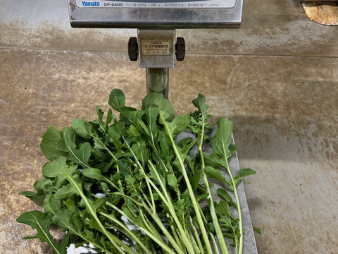 【花＊ルッコラ】年に一度のお楽しみ☆この時期しか出ないルッコラの花