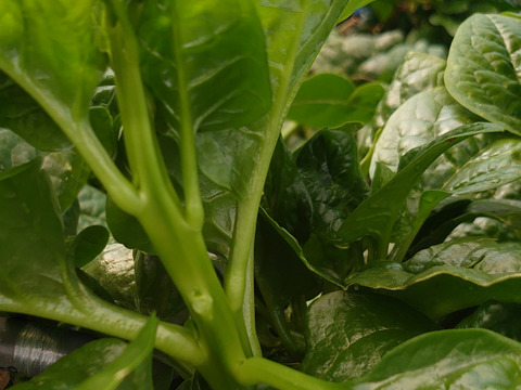 «専用品»ツルッと😋【つるむらさき】１㎏ 🌱南房総から🌴🌱スタミナ野菜✨