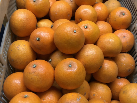 愛媛が誇る高級柑橘！ふぞろいのこまどんなたち！5kg(40玉前後)（ご家庭用）