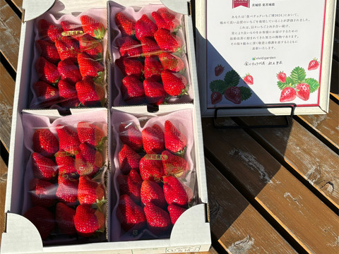 2024いちご博銀賞受賞"とちおとめ" ‼️1キロ越えで食べごたえ抜群‼️