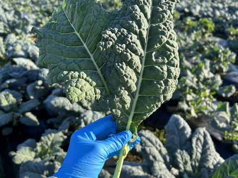 朝採り旬野菜セット(８０サイズ)