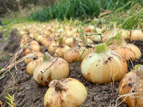 玉ねぎ　1箱8キロ