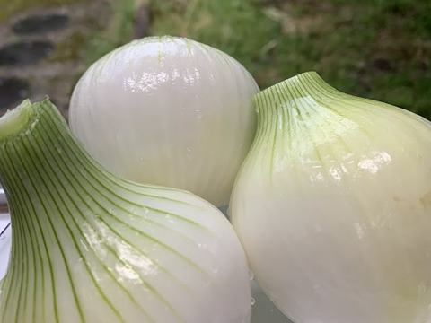 自然栽培 サラダ玉ねぎ２K（新玉ねぎ）農薬・化学肥料・除草剤不使用