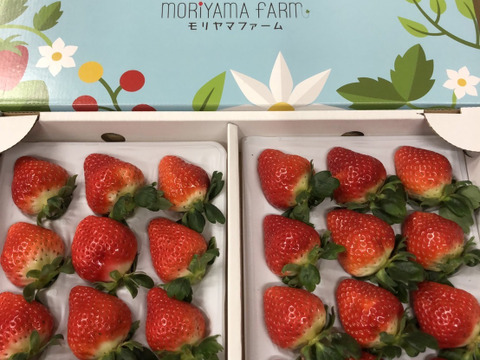 贈り物・ご褒美に甘くて大きなイチゴ♪　幸せの赤い果実♪