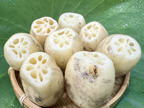 蓮の実！食用！！茨城県産。　コメント用 満天☆青空レストラン出演！！茨城県土浦市ブランド認定『市川蓮根