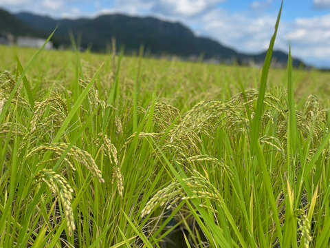 旭米　10年以上の自家採種　自然栽培米　30キロ玄米