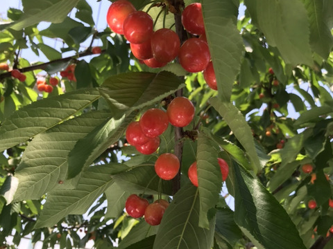 【朝採り直送】さくらんぼ「佐藤錦」500g【山梨県南アルプス市産】