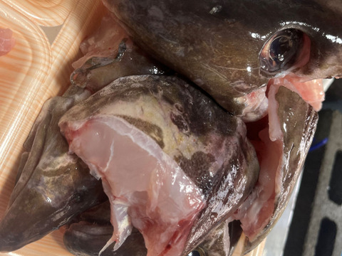 【今が旬！数量限定】　タラのあら汁用あら　(頭、カマ、ハラス)　約2ｋｇ
