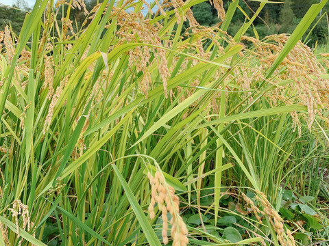 令和5年産　京都丹波産特別栽培　コシヒカリ一等米20kg