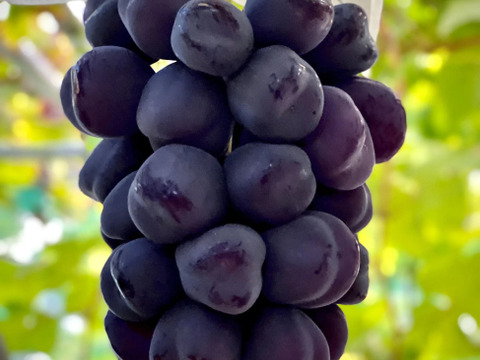 2026年秋予約販売 ★甘さ際立つ黒いマスカット「富士の輝き」 2～3房（1.2kg）ぶどう 10月出荷予定 青森県産、甘い、贈答、ギフト、家庭用にも