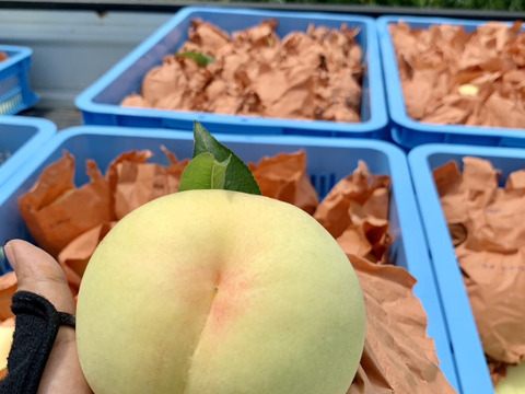 【進物用】ロイヤル♡7品種甘い岡山白桃♡約2kg箱5〜8個入り