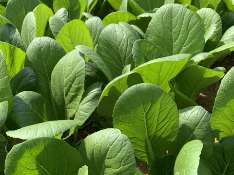 JAS認証　有機栽培　葉付きサラダ人参1kg、きゅうり400g  ほうれん草500g、小松菜500g　セット