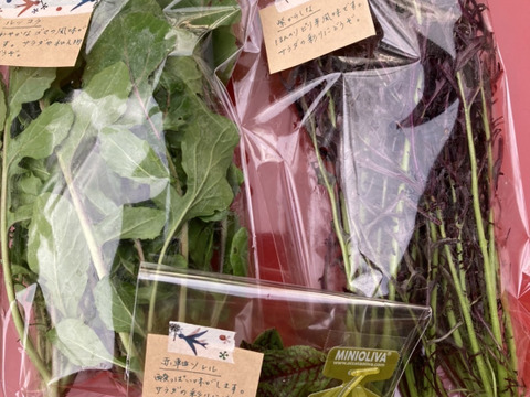 【お中元】野菜ブーケ BOXタイプ【カラフルなミニ野菜】【お誕生日】【開店祝い】【周年祝い】【お供え】