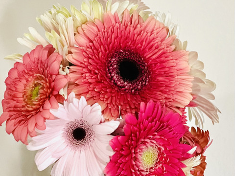 花農家直送 ガーベラおまかせミックス 本 福岡県産の花 植物 食べチョク 産地直送 産直 お取り寄せ通販 農家 漁師から旬の食材を直送