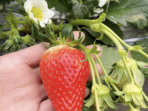 まるで宝石箱や〜！章姫イチゴ（ネット包装）