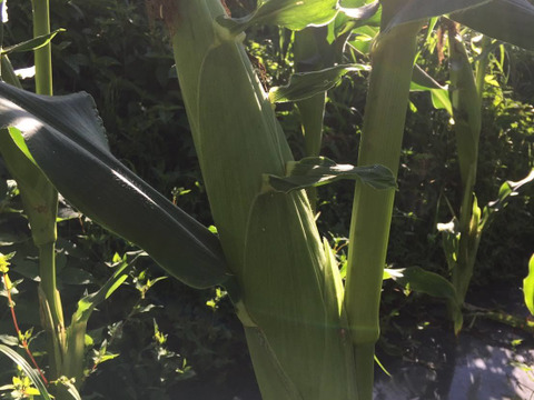 2025年8月上旬発送[自然栽培]朝採れ！程よい甘みのとうもろこしキャンベラ5本セット