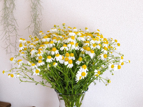 《母の日ギフト》ハーブティーでも楽しめる！オーガニックカモミールの花束を畑より直送！