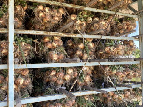 【淡路島産】加熱すると甘くて美味しい完熟玉ねぎ 5kg