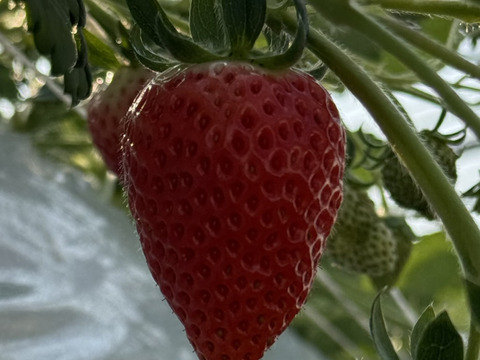 三重県鈴鹿産イチゴ【うた乃2パック×よつぼし2パック】食べ比べセット1箱 約1kg~1.2kg