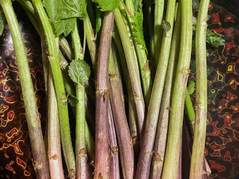 岩手県産 天然あいこ200g