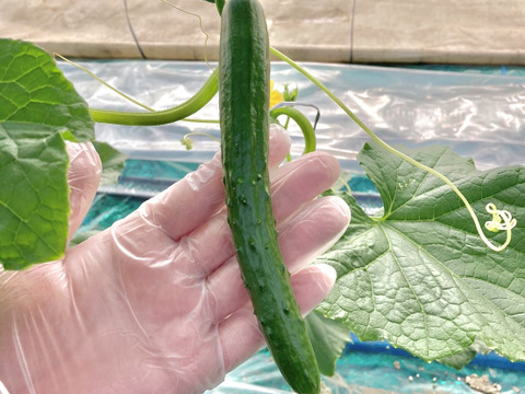 【味や実入りはA級品】きゅうり社長の朝どれ新鮮きゅうり！／中ランク混合／埼玉本庄産／常温配送3㎏（15〜20本）