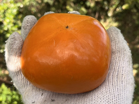 【送料500円引】パリパリで歯応えが独特『紀の川柿』