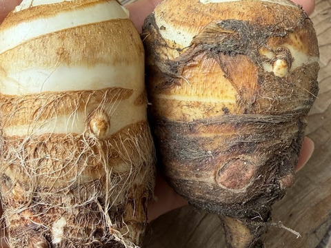 京都伝統野菜  小さい海老芋＆こえびちゃん合計１K＆ちいさなちいさなこえびちゃん300gセット