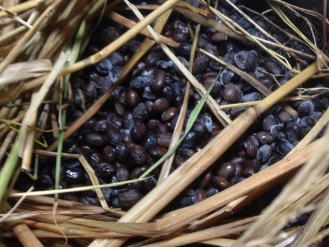 小粒黒豆の王様！黒千石大豆３００ｇ、令和３年度産、農薬・化学肥料不使用、自然乾燥