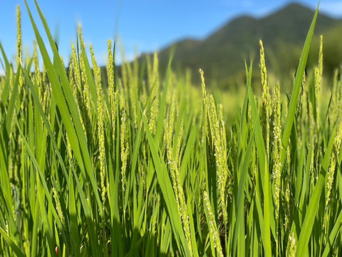 旭米　10年以上の自家採種　自然栽培米　30キロ玄米