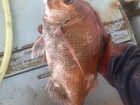 活け締め真鯛1キロ詰め合わせ 大阪府産の魚介類 食べチョク 産地直送 産直 お取り寄せ通販 農家 漁師から旬の食材を直送
