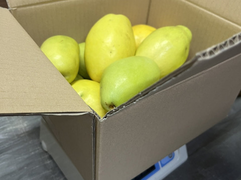 かりん仕事始めませんか？加工用本かりん4kg